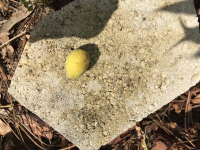 a small peach on ground