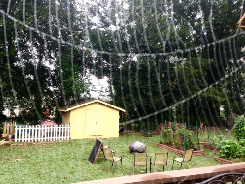 spider web 4.jpg