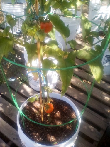 Early girl tomato