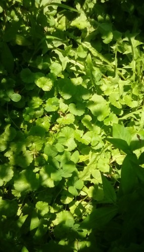 Patch Ground Ivy, with White Clover, with a dandelion on right, and a Lady's Thumb in the lower right corner