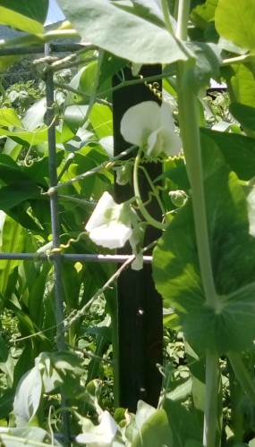 Wando peas flowering