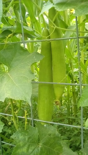 My first Luffa Gourd, on the left side.