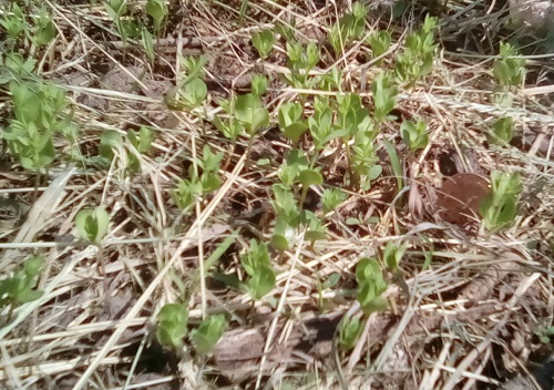 Flax sprouts on 5-24-2019