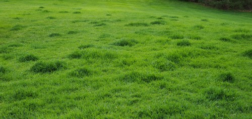 grassy mounds