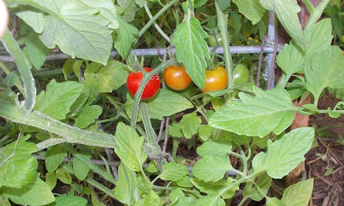 Sweet 100 red Cherry Tomatoes starting to ripen