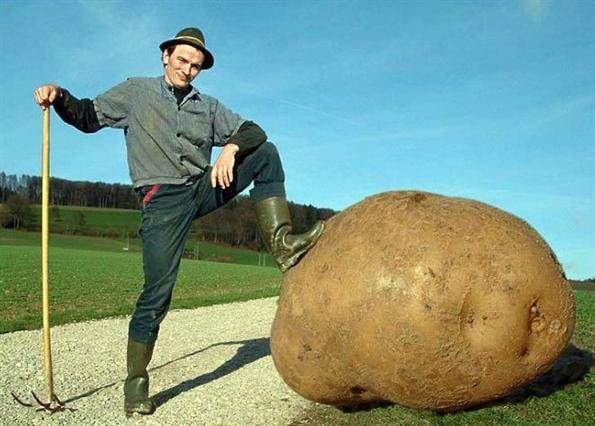 The-biggest-potatoe-ever.jpg