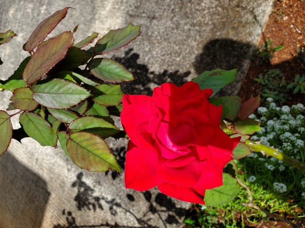 Red rose.  I lost the tag.