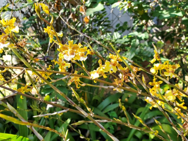 onc. sphacelatum (popcorn orchid)