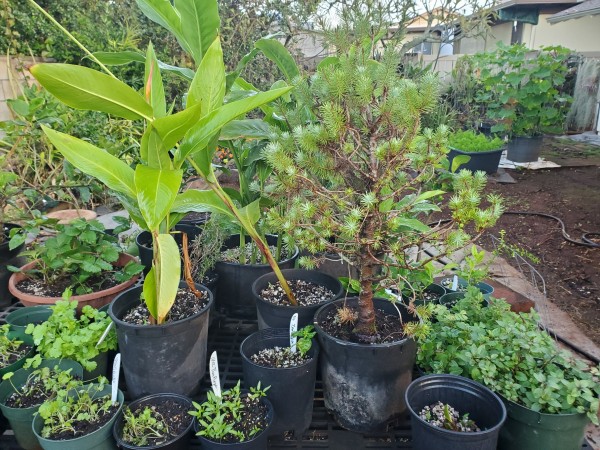 I did keep two pots of the parrot beak heliconia.  More citrus, ginger, my stone pine Christmas tree, potted herbs peppermint, greek oregano, strawberries, cilantro, pepper, summer dance cucumber, and tomato seedlings.
