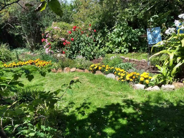 Beginnings of herb garden. Marigolds in Rhubarb in midground.