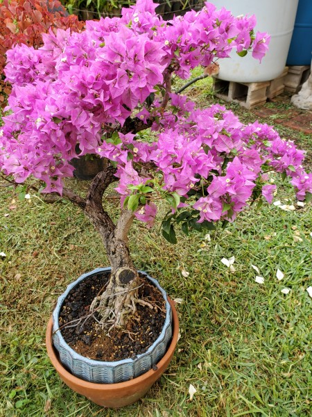 Repotted bougainvillea the morning after.