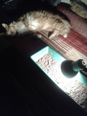 My beloved cat Sam sleeping by the  warm light