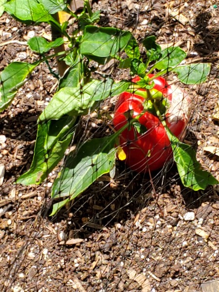 one of my sad bell peppers.  The garden is super rich and the Thai peppers are fine.  I just don't know what it is about bell peppers. They always struggle.