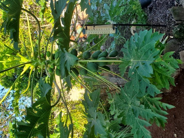 X77 papaya is a nutrient hog and is interfering with nearby plants.  The green fruit can be harvested for green papaya salad or a squash substitute in soup.  It will be a month or two before I ger any ripe fruit. Then it will be continuous.