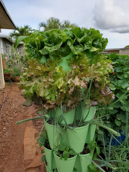 My tower garden has 7or 10 inch deep pockets , six pockets to a tier, 7 tiers (the top tier is a water reservoir. Each 10 inch tier holds 1 cubic foot. The 7 inch deep tier holds 0.75 cf.  One lettuce in each pocket has a spread of about 10 inches when it is full size as these are.<br /><br />It is on a spinner on a paver now to keep it level and turn it so the plants on the back side can get more sun. It has 6 pockets per tier, 6 plant tiers or 36 pockets that take up about 2 square feet so it saves a lot of space in the garden growing vertilcally.  It does need to be fertilized every 2 weeks with a water soluble fertilizer with this intensive planting.
