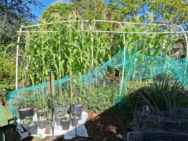 The corn is taller than the bird netting frame.  Corn tassels are being visited by bees.  Birds have broken some of the tassels. The corn ears have also emerged.  Peppers that were up potted are on the lower left. They were treated for broad mites with sulfur and pyrethrin (3 in1 spray)