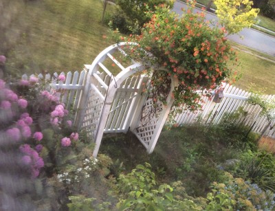 (No you can't see the hummingbird in this picture... But here is my lopsided gate arbor honeysuckle in full bloom along with the rhododendron which is probably attractive as well)