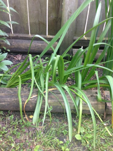 *the others...close ups/wait for flowers. (chives - probably garlic?... that I thought were lilies of some sort)