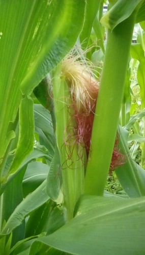 Country Gentleman Corn dark red corn silks