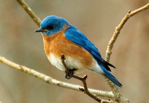 40-Beautiful-Pictures-of-Bluebirds-5.jpg