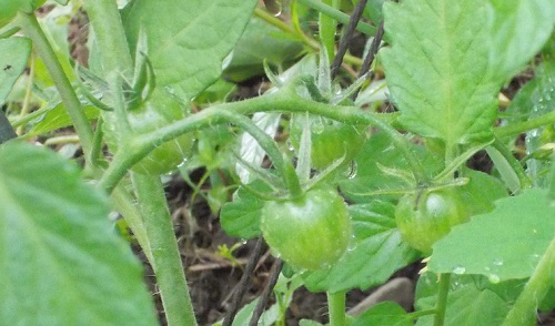 My 1st growing Sweet 100 cherry tomatoes