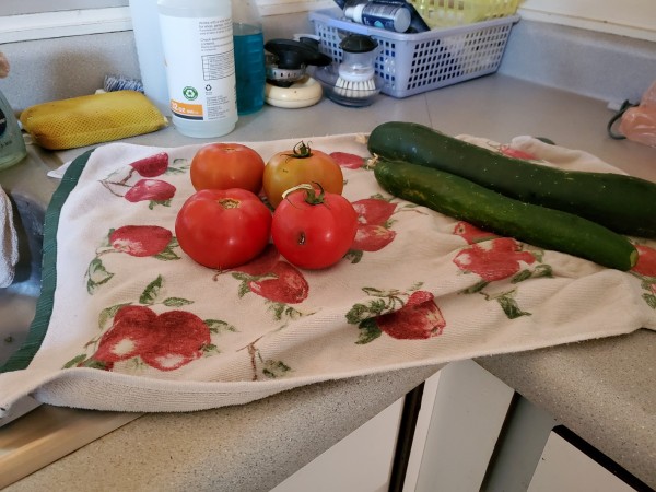 Part of this week's harvest. A couple of tomatoes were too soft, 1 had BER, I had 4 cuccumbers.  I ate some and a couple of the tomatoes.   The tomatoes are pretty good but I think I let them get too ripe, the texture was a little mealy.