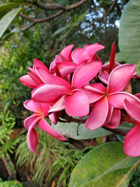 plumeria are blooming. I have three trees. Each a different color. They are about 40 years old.