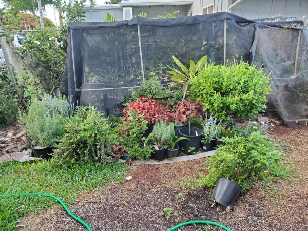 ornamentals and orchid bench under shade cloth