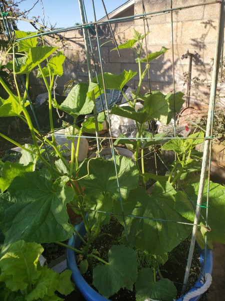 cucumber Soarer and Progress.  Underplanted with Kuroda carrots