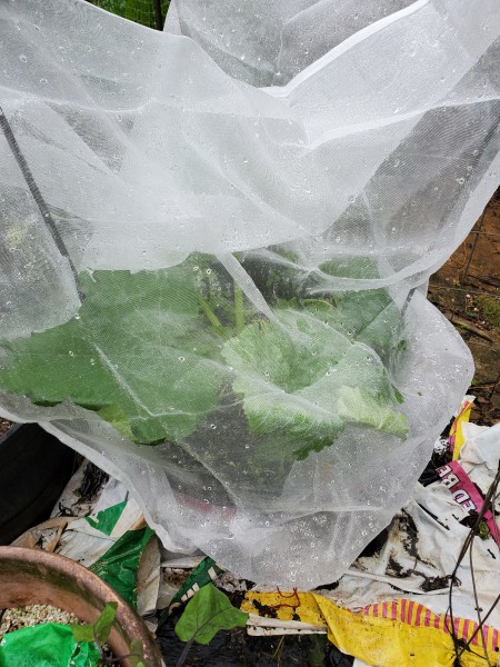 Dunja zucchini and mesclun in mesh bag.  So far, it has kept the snails out.  Dunja is disease resistant, but it will be a challenge with all this rain.