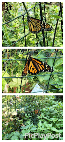 Freshly eclosed female Monarch butterfly July, 2022