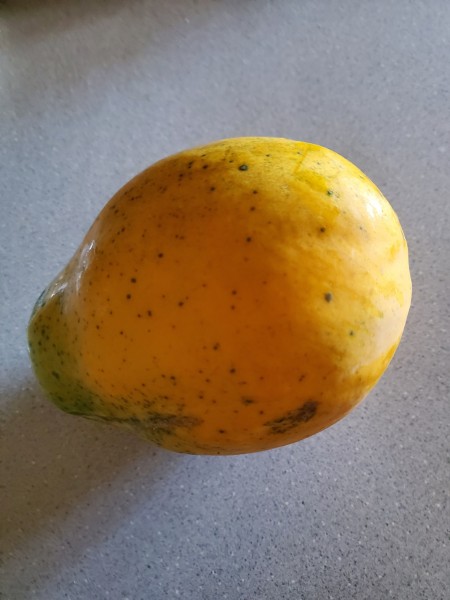 2.51 lb X77 papaya