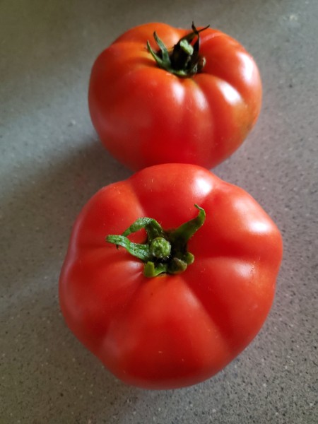 Warrior Tomatoes