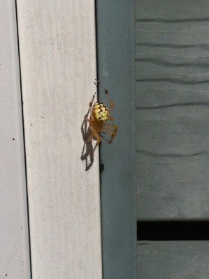 Unknown yellow spider